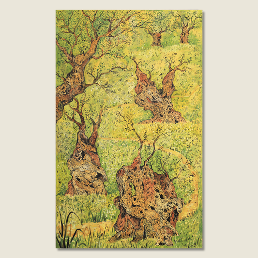Olive Grove