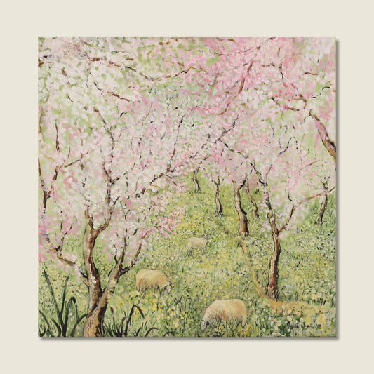 Almond trees in Blossom with Sheep